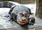動物図鑑・ヨウスコウワニの写真 9